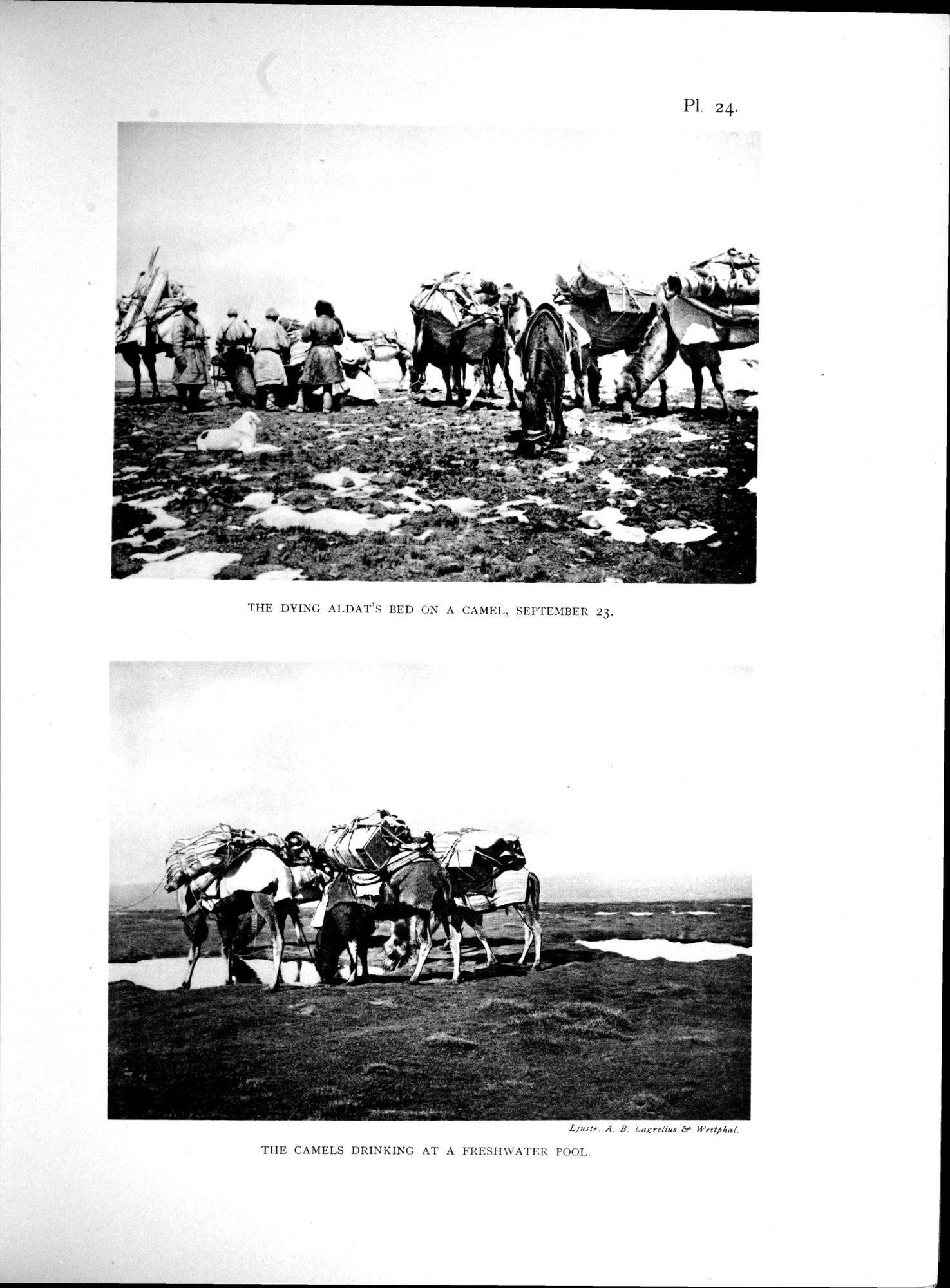 Scientific Results of a Journey in Central Asia, 1899-1902 : vol.3 / 219 ページ（白黒高解像度画像）