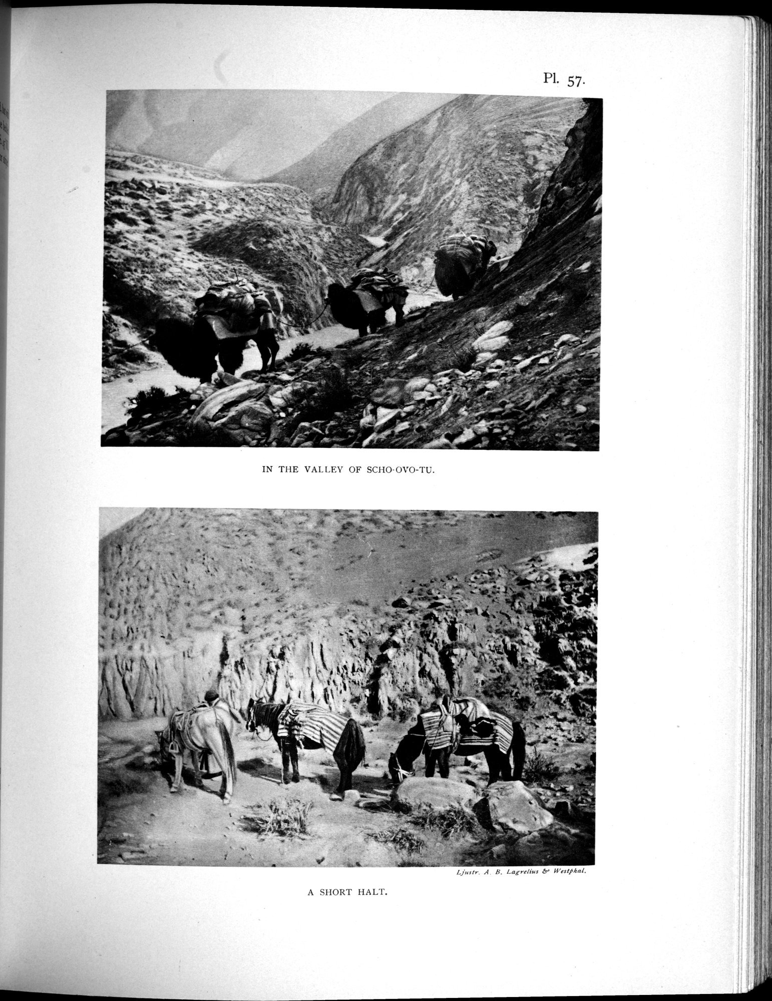 Scientific Results of a Journey in Central Asia, 1899-1902 : vol.3 / 511 ページ（白黒高解像度画像）
