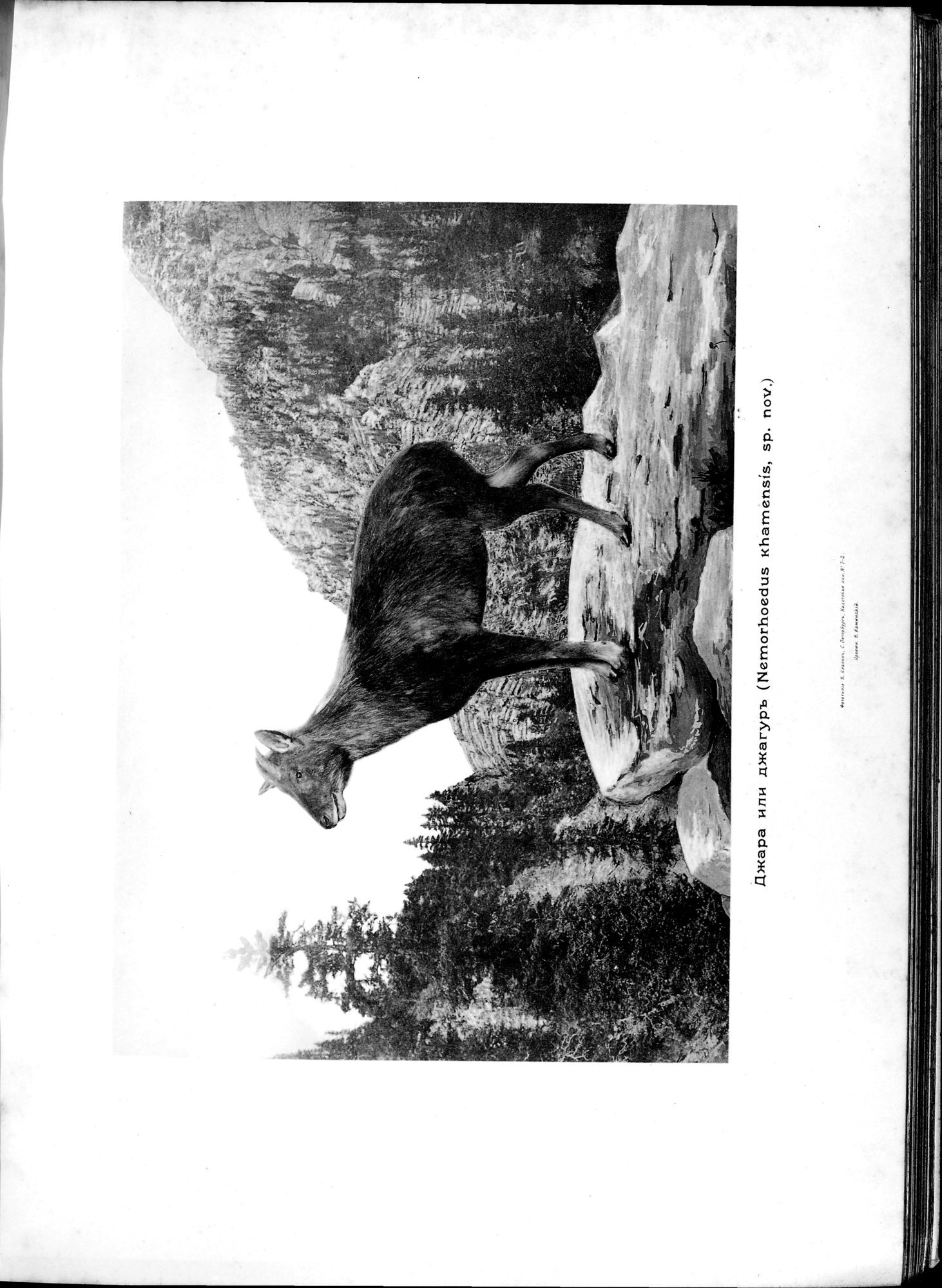 Mongoliia i Kam : vol.2 / 257 ページ（白黒高解像度画像）