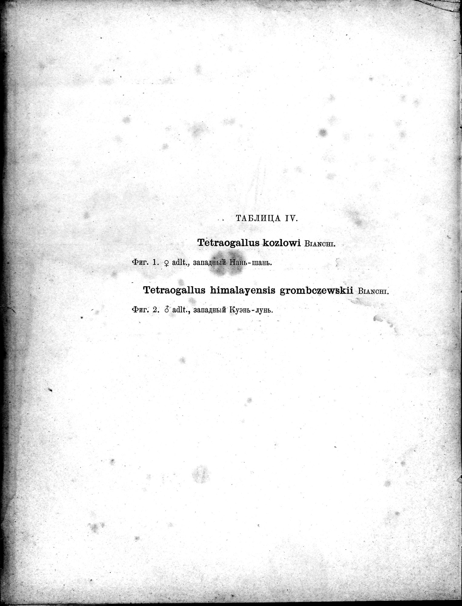Mongoliia i Kam : vol.5 / 338 ページ（白黒高解像度画像）