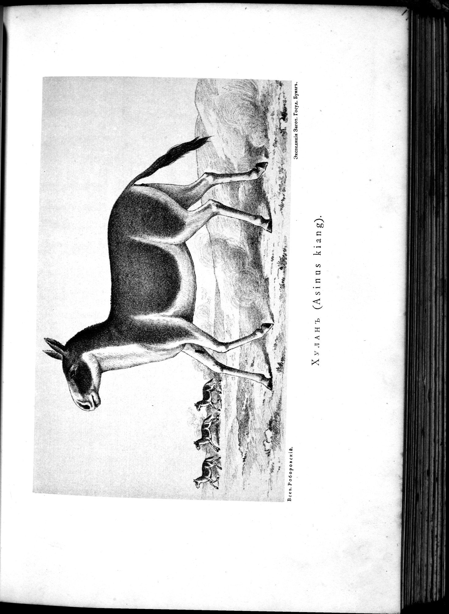 Iz Zaisana Cherez Khami v Tibet i na Verkhov'ya Zheltoi reki : vol.1 / 291 ページ（白黒高解像度画像）