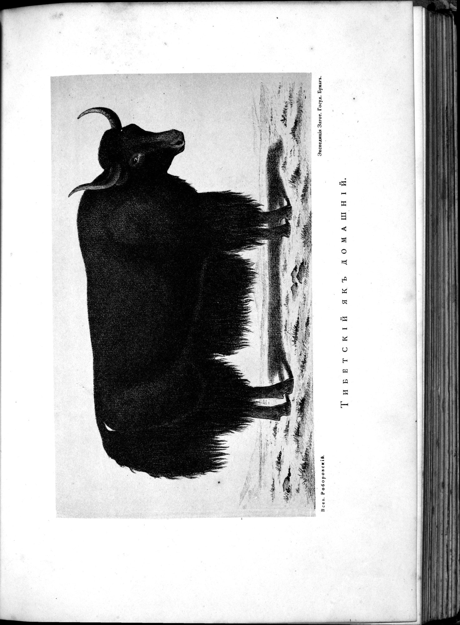 Iz Zaisana Cherez Khami v Tibet i na Verkhov'ya Zheltoi reki : vol.1 / 389 ページ（白黒高解像度画像）