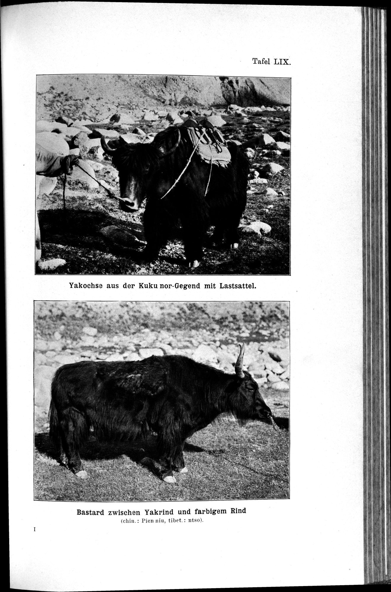Meine Tibetreise : vol.1 / Page 329 (Grayscale High Resolution Image)